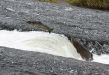 Betting against the trend System: Exploiting market’s Inefficiency salmon-against-current-stream_mini