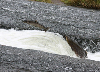 Betting against the trend System: Exploiting market’s Inefficiency salmon-against-current-stream_mini