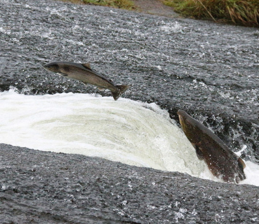 Betting against the trend System: Exploiting market’s Inefficiency salmon-against-current-stream_mini